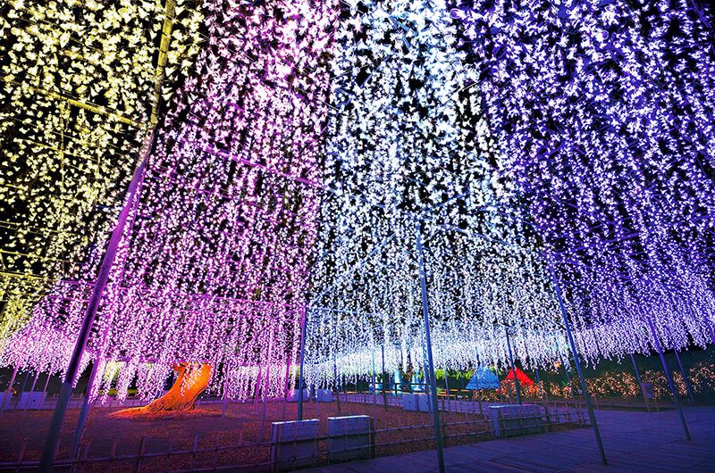关东 朋友旅行推荐景点 栃木足利花卉公园 160年树龄的神奇巨型紫藤 四季花园 光之花园 关东地区最大之一 日本三大彩灯之一 日本第一