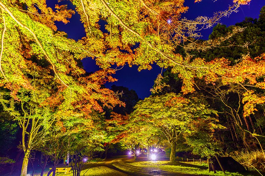 Autumn leaves Light-up Recommended spots in Kanto Gardens 2024 Kairakuen Momiji Valley Ibaraki Mito Colorful