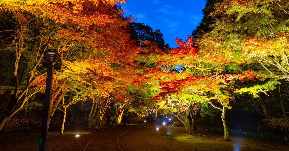 紅葉　ライトアップ　関東でおすすめのスポット　2024　偕楽園もみじ谷　茨城　水戸　紅葉ロード