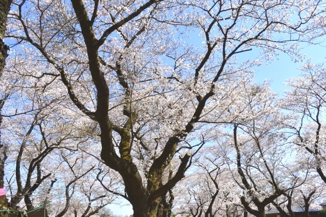 Sakurayama, cherry blossoms at Akebonoyama Agricultural Park
