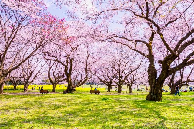 Cherry blossoms at Showa Kinen Park/Tokyo