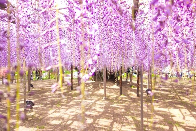 足利花卉公园的紫藤