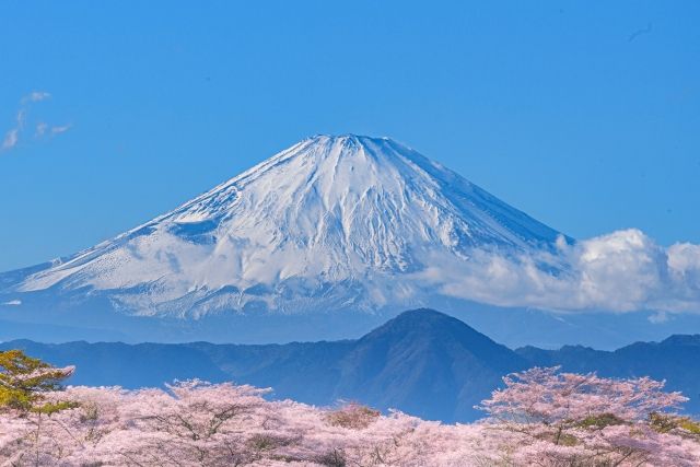 东山公园和富士山的樱花