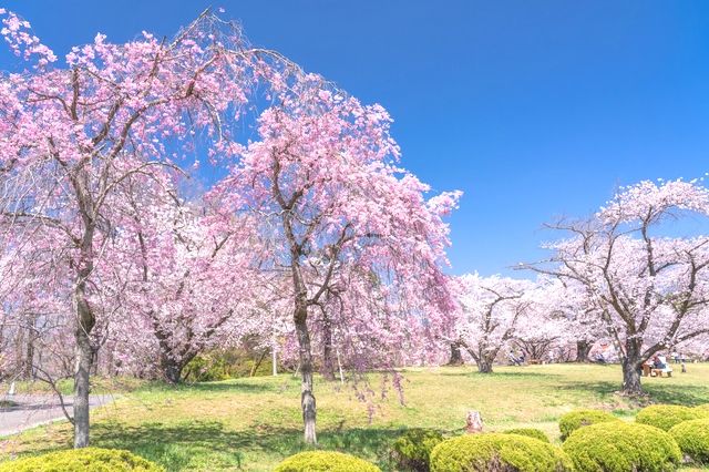 Cherry blossoms at Hitsujiyama Park