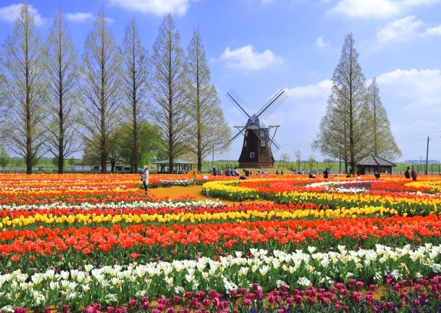 Akebonoyama Agricultural Park and Tulips/Chiba
