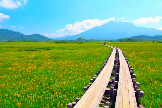 gunma oze national park ozegahara daylily