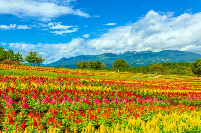 栃木那須 那須鎮 那須花卉世界 雞冠花 那須山