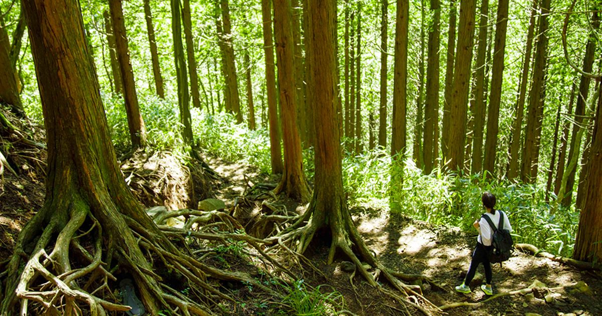 推薦給關東登山初學者的一日遊健行圖