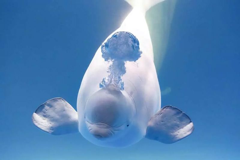 關東地區推薦的10大水族館和按規模排名的前5大水族館