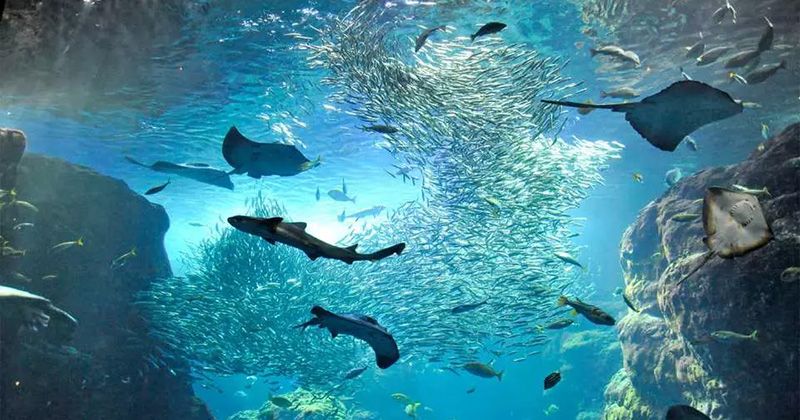 關東地區推薦的10大水族館和按規模排名的前5大水族館