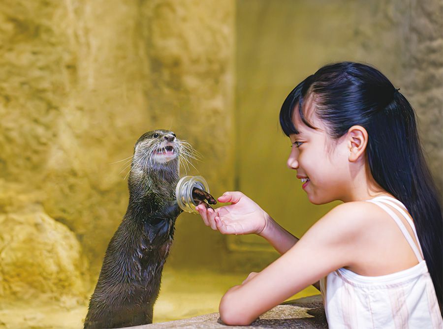 DMMかりゆし水族館　割引・料金・アクセス＆見どころ　ガイド　家族　ファミリー　子供　カワウソと握手をする女の子