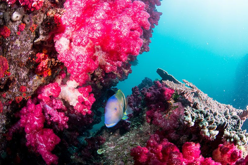 When is Kochi Kashiwajima diving season? Thorough introduction of prices, reviews, and reputation of recommended experience tours!