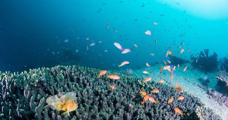 高知柏島潛水季節是什麼時候？詳細介紹推薦體驗旅遊的價格、評價、口碑！
