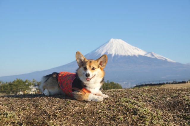 富士山と愛犬のコーギー