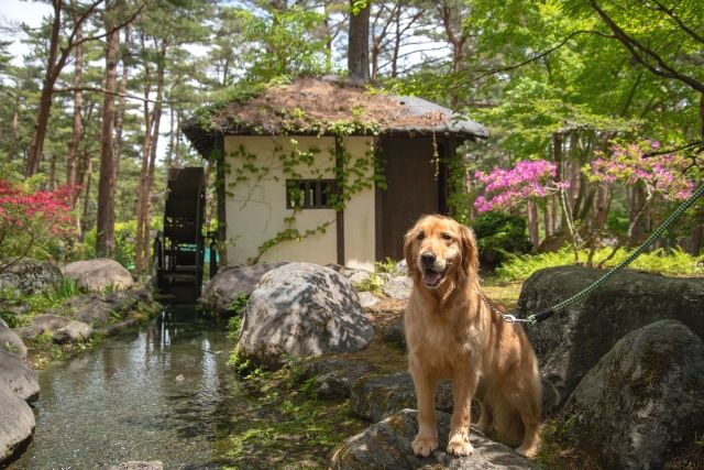 愛犬と富士すばるランド