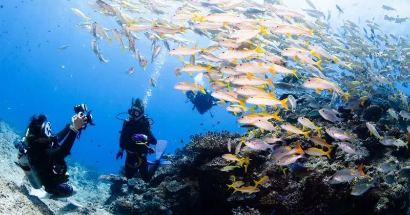 Kerama Islands Fun Diving Recommended Tours & Diving Shops Images