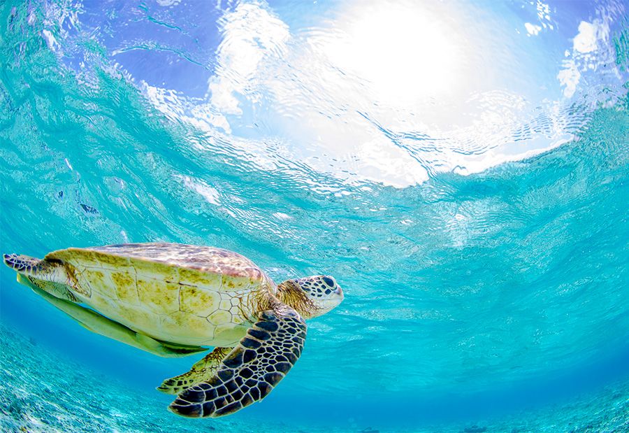 Okinawa　Kerama Islands National Park　観光スポット　遊び　レジャー特集　Zamami Island　Ama Beach　Sea Turtle