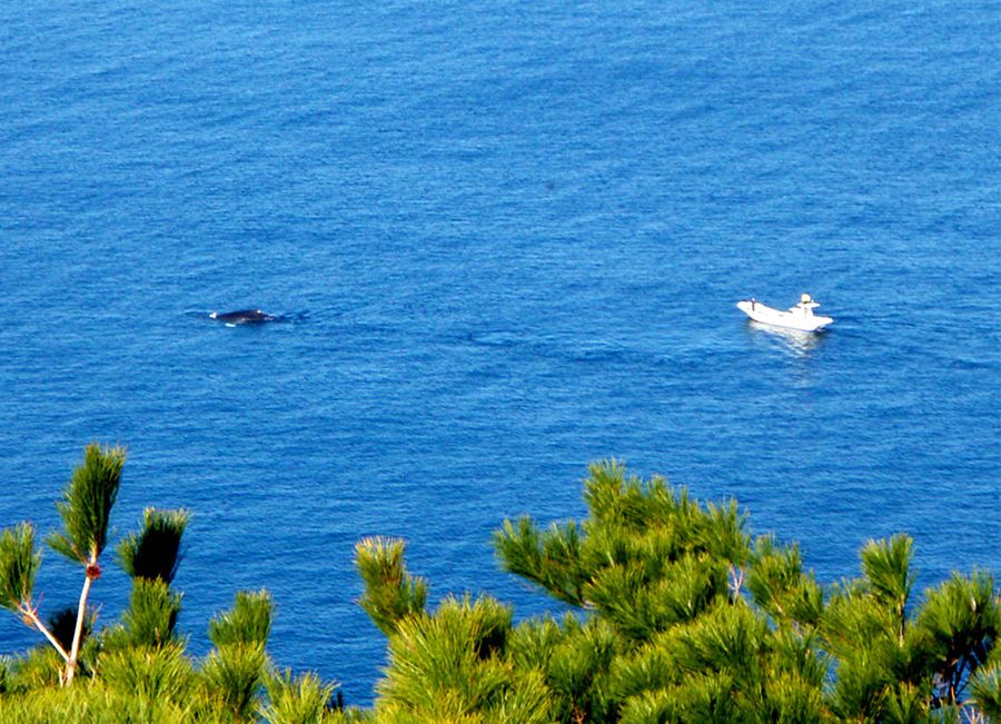 Okinawa　Kerama Islands National Park　観光スポット　遊び　レジャー特集　Whale Observatory　Inazaki Observatory　Whale watching　クジラ　Humpback Whale