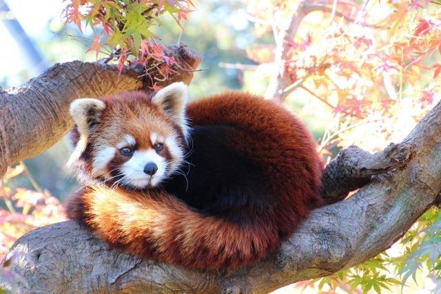 Red pandas and autumn leaves at Ichikawa Zoo and Botanical Gardens, Chiba
