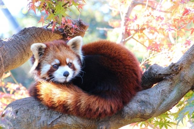 千葉・市川市動植物園のレッサーパンダと紅葉