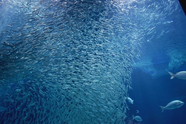 九州・福岡　子連れ旅行　おすすめスポット　マリンワールド海の中道