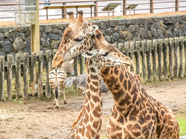 Masai giraffe at Hirakawa Zoological Park, Kagoshima City