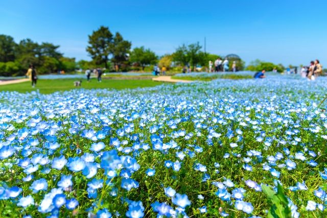 九州・福岡　子連れ旅行　おすすめスポット　国営海の中道海浜公園　ネモフィラ