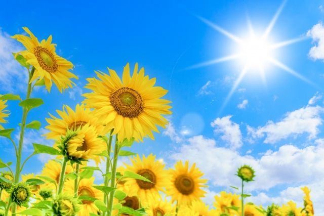 Summer blue sky and sunflowers