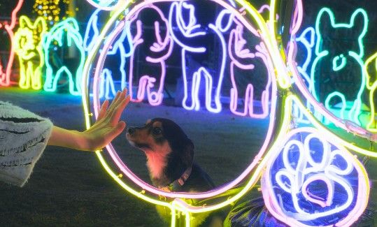 神戸イルミナージュのイルミネーション