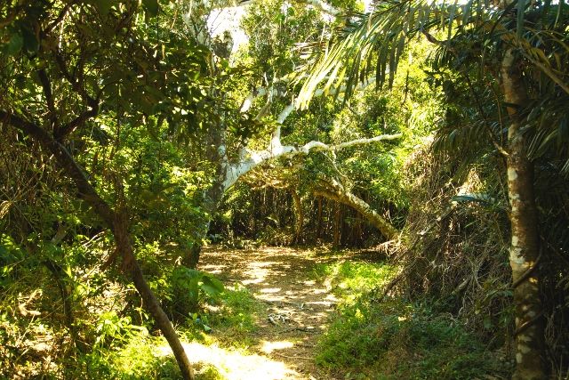 沖縄 久高島 観光スポット フボー御嶽(クボウウタキ)