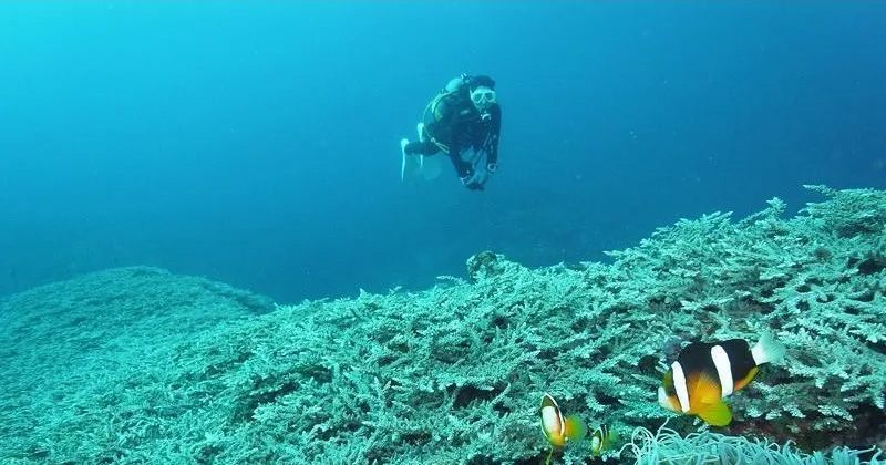 久米島潛水體驗之旅人氣排名&信譽商店徹底介紹！的影像