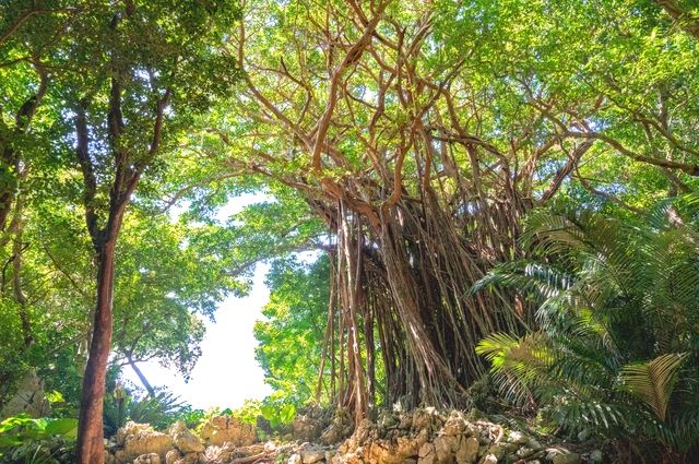 Okinawa Yanbaru Gajumaru tree