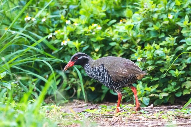 Kunigami Village Okinawa Rail