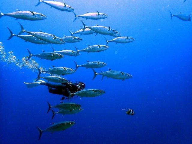 沖縄・黒島を満喫できる！おすすめの体験・アクティビティ