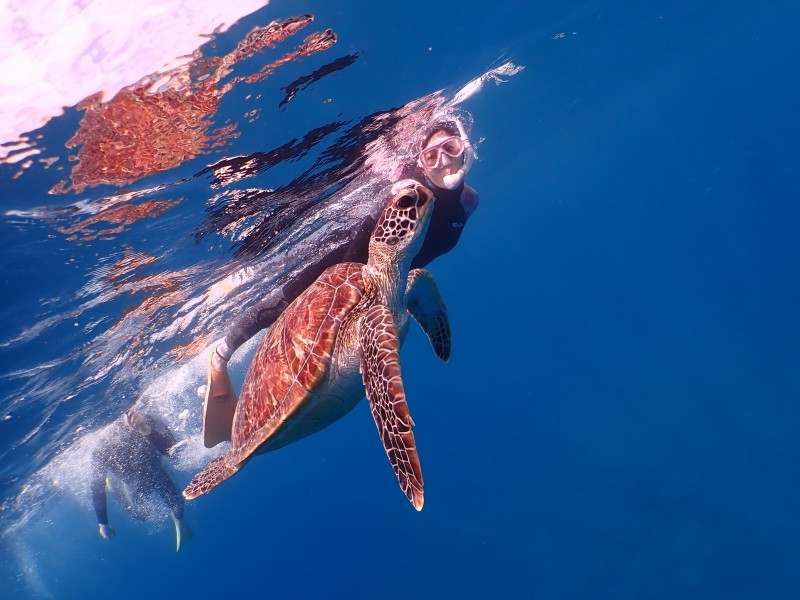 Okinawa / Kuroshima snorkeling