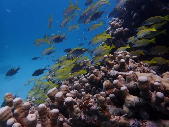 黑島, 沖繩島週邊的熱門體驗與活動排名