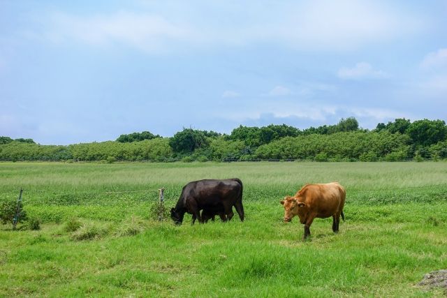 Are there more cows than people in Okinawa / Kuroshima? !!