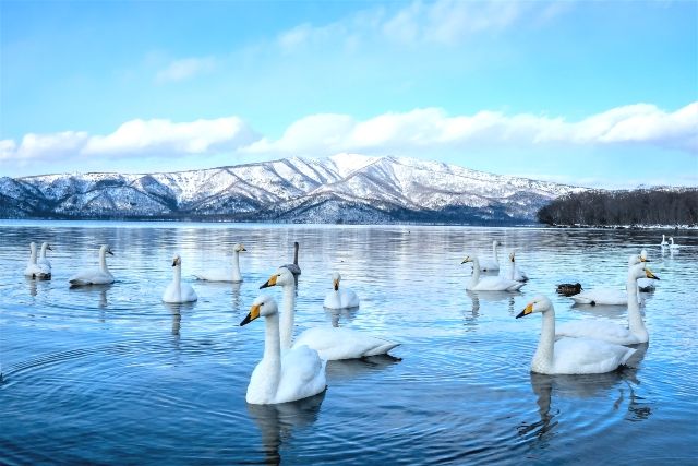 北海道　冬の屈斜路湖　白鳥