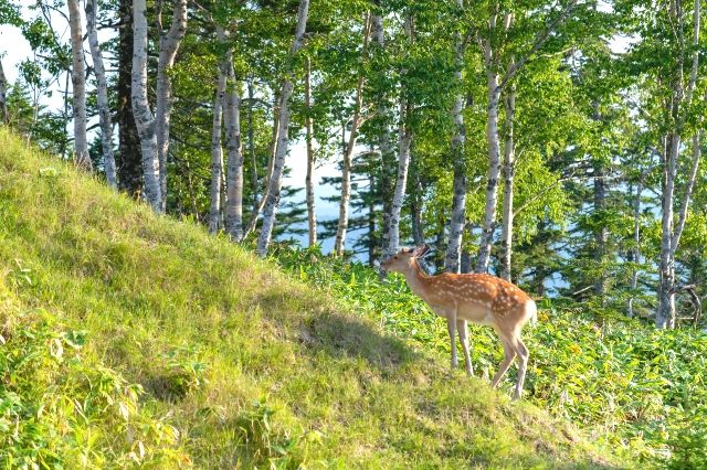 北海道　津別峠のエゾジカ