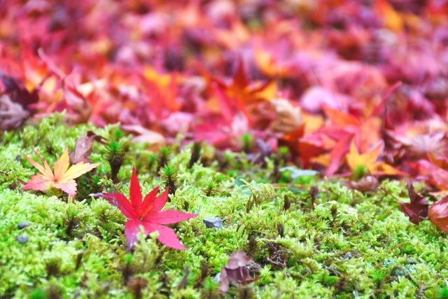 嵐山の紅葉を名所巡りと体験で楽しもう
