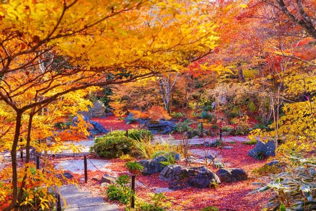 嵐山の紅葉はいつが見頃？例年の時期と最新情報の確認方法　宝筐院