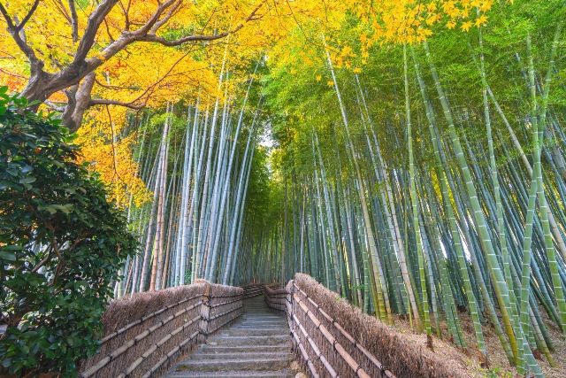初めてでも外せない嵐山の紅葉名所　嵯峨野竹林の小径