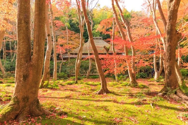 混雑を避けて巡る嵐山紅葉のおすすめ散策ルート　祇王寺