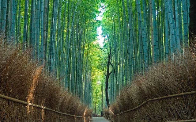 Narrow path of bamboo grove in Kyoto