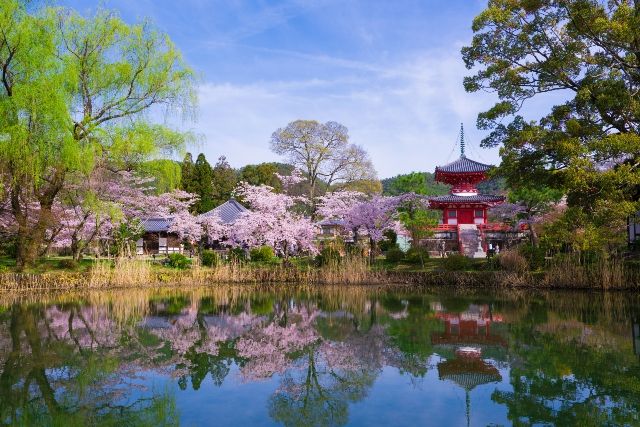 Daikakuji temple in Kyoto and cherry blossoms