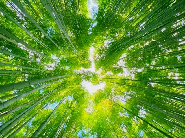 Narrow path of bamboo grove in Arashiyama, Kyoto