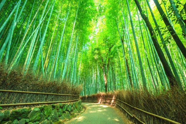 京都　嵐山　竹林の小径