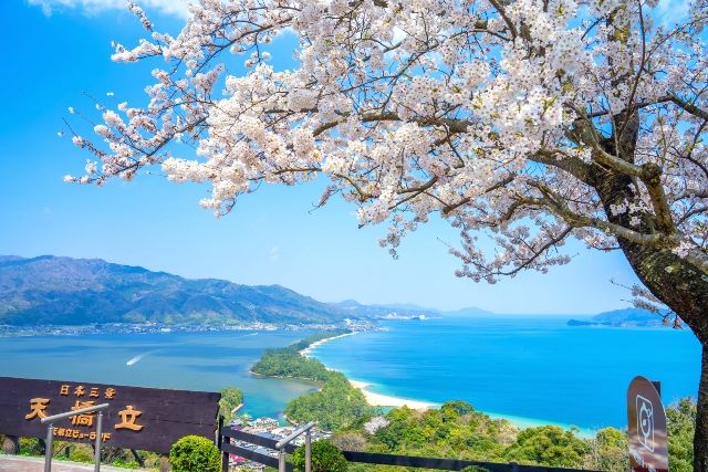 京都　日本三景の天橋立　桜