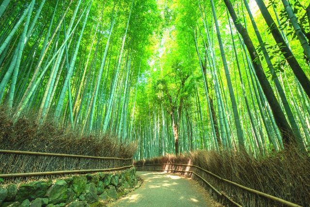 京都　嵐山　竹林