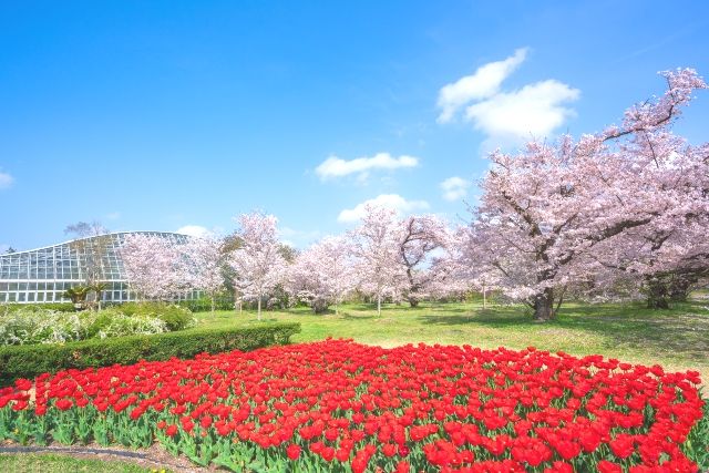 京都府立植物園の桜とチューリップ